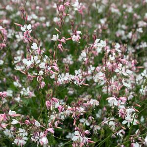 Stauden schneiden Starkl Gartenblog Tipps & Tricks rund um das